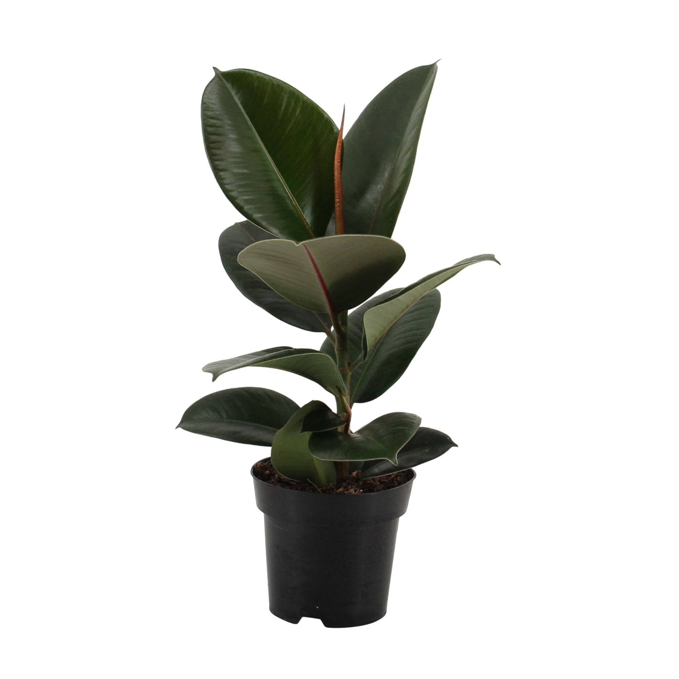 Gummibaum (Ficus Elastica Robusta) - Nachhaltige Zimmerpflanzen kaufen Botanicly Foto 2