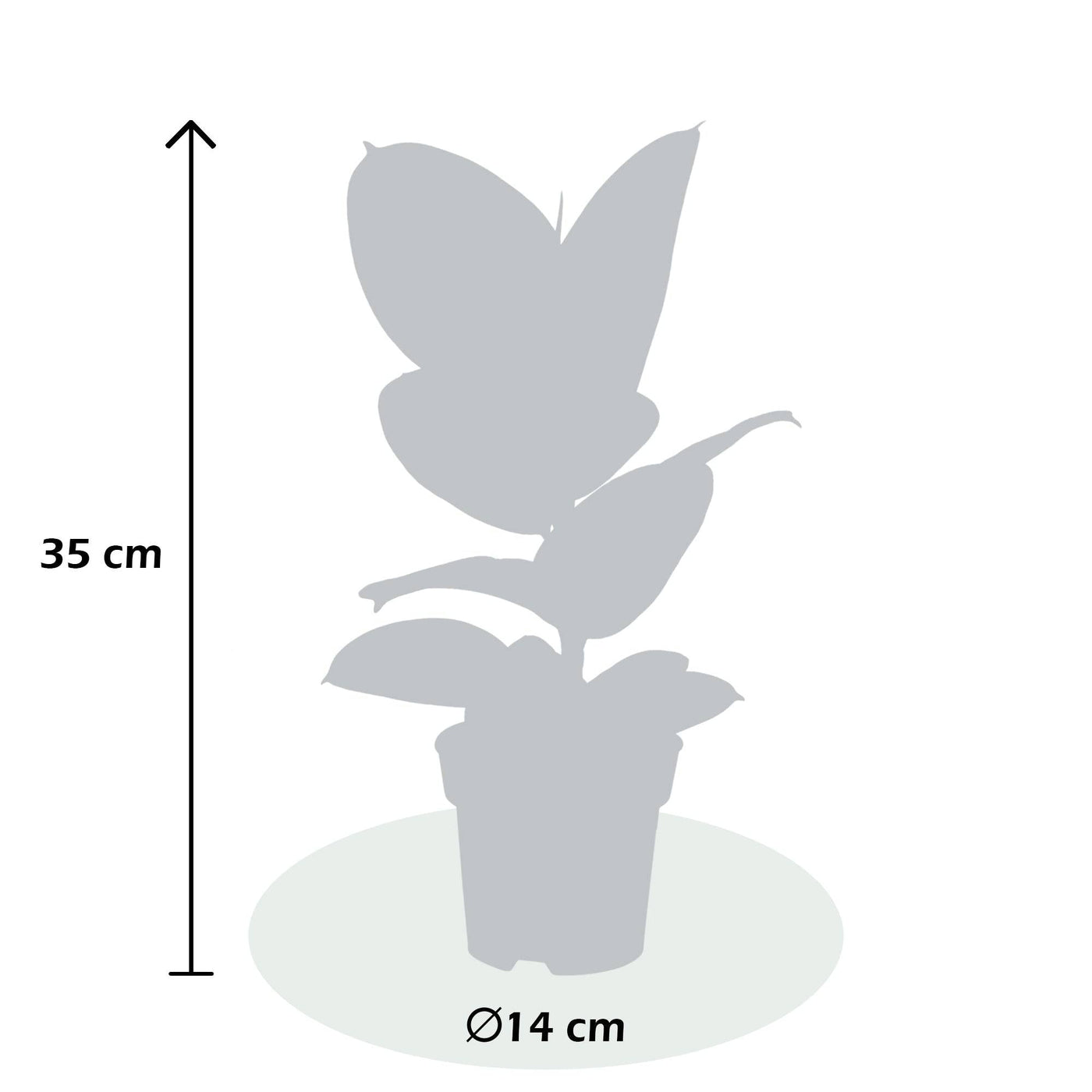 Gummibaum (Ficus Elastica Robusta) - Nachhaltige Zimmerpflanzen kaufen Botanicly Foto 3