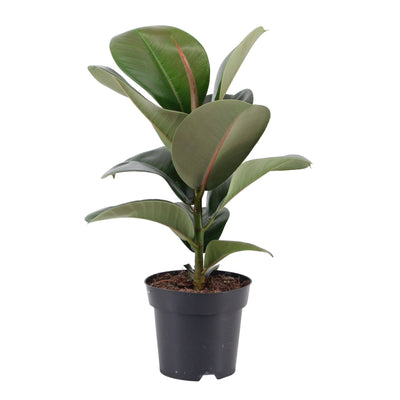 Gummibaum (Ficus Elastica Cloe) - Nachhaltige Zimmerpflanzen kaufen Botanicly Foto 2