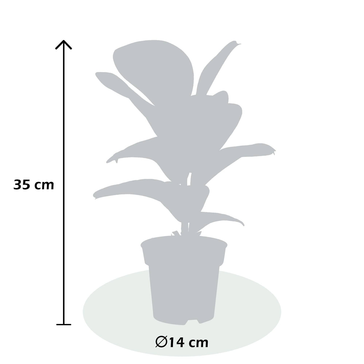 Gummibaum (Ficus Elastica Cloe) - Nachhaltige Zimmerpflanzen kaufen Botanicly Foto 3