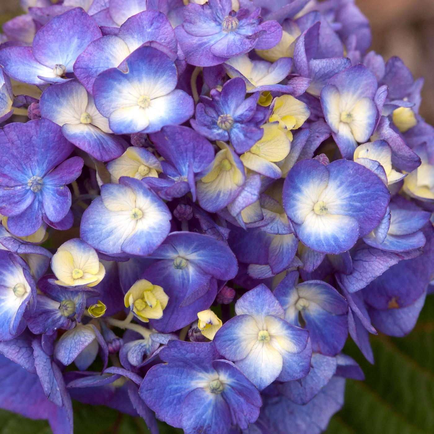 p hydrangea bloomstar® blue macrophylla gartenhortensie kaufen Foto-2