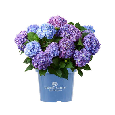 p hydrangea bloomstar® blue macrophylla gartenhortensie kaufen Foto-1