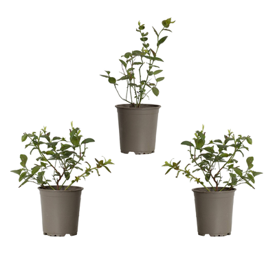 Hedda die Heidelbeere- 3 Pflanzen-Topfpflanzen-Botanicly