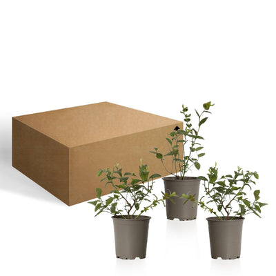 Hedda die Heidelbeere- 3 Pflanzen-Topfpflanzen-Botanicly