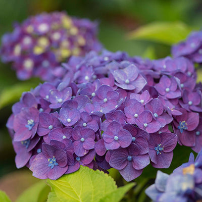 p hydrangea summer love® purple macrophylla hortensie kaufen Foto-2
