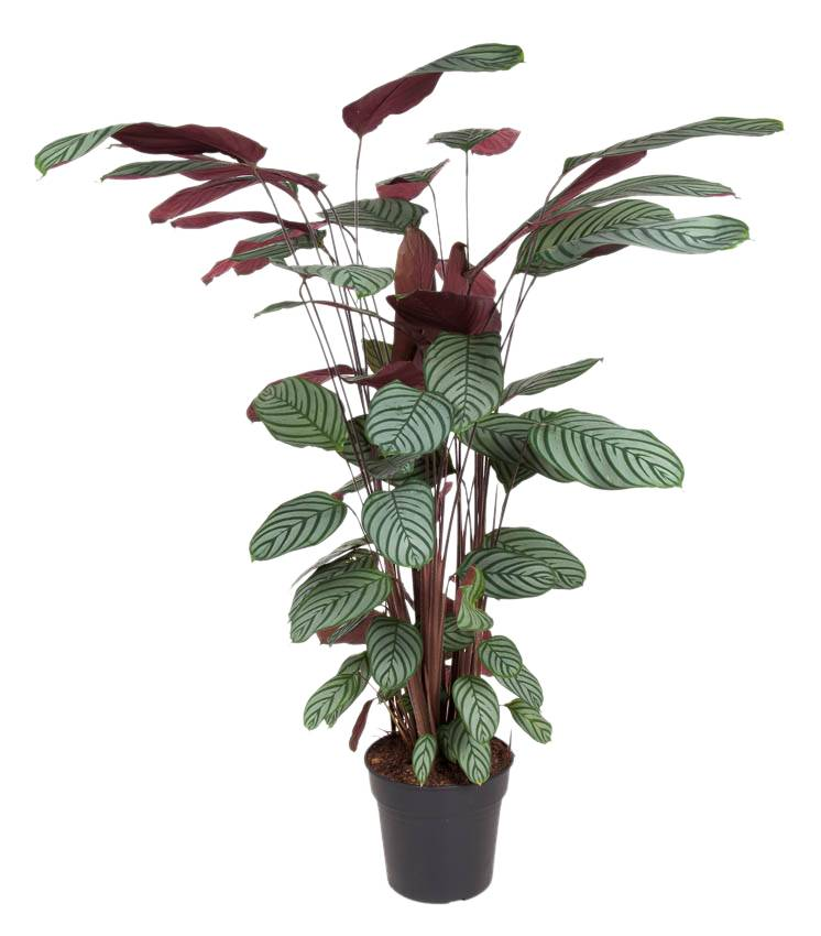 Korbmarante (Calathea oppenheimiana) - Nachhaltige Zimmerpflanzen kaufen Botanicly Foto 1