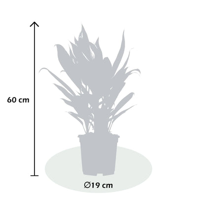 Keulenlilie (Cordyline Fruticosa Conga) - Nachhaltige Zimmerpflanzen kaufen Botanicly Foto 4