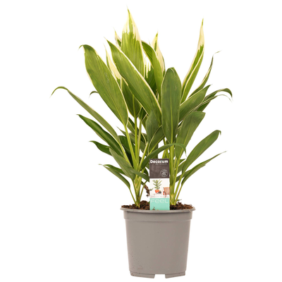 Keulenlilie (Cordyline Fruticosa Conga) - Nachhaltige Zimmerpflanzen kaufen Botanicly Foto 6