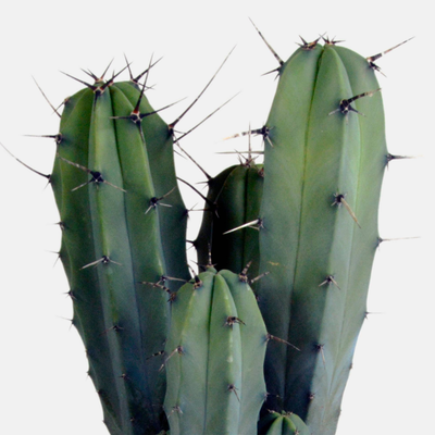 Kaspar der Kaktus-FALSE-Botanicly