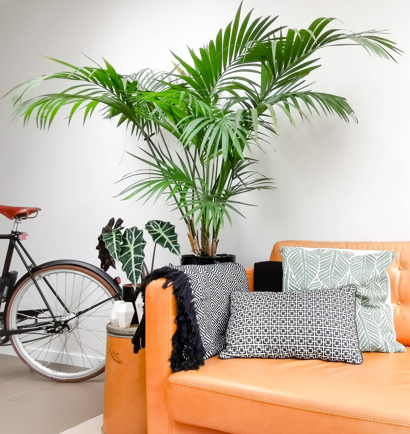Kentiapalme (Howea Forsteriana) - Nachhaltige Zimmerpflanzen kaufen Botanicly Foto 3