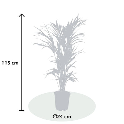 Kentiapalme (Howea Forsteriana) - Nachhaltige Zimmerpflanzen kaufen Botanicly Foto 4