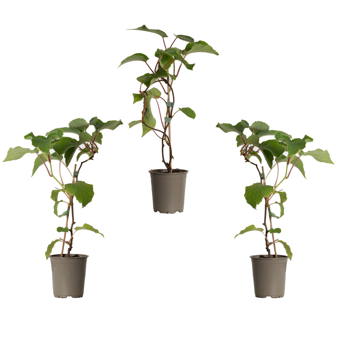 Kiari die Kiwi- 3 Pflanzen-Topfpflanzen-Botanicly