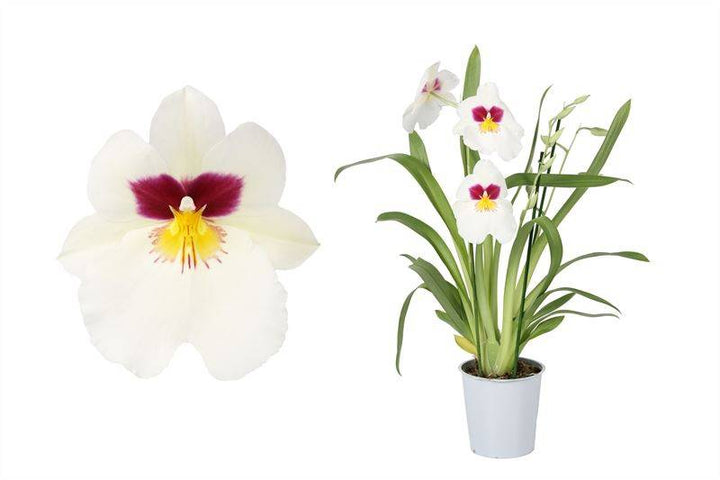Orchidee Weiß Mit Muster (Miltonia Herr Alexandre) - Nachhaltige Zimmerpflanzen kaufen Botanicly Foto 1