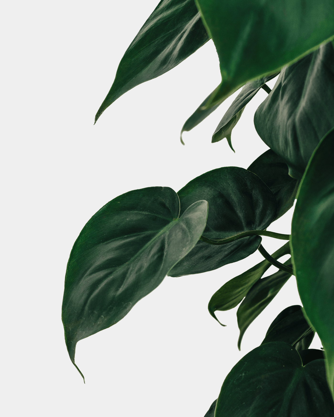 Pepe der Kletter-Philodendron-FALSE-Botanicly