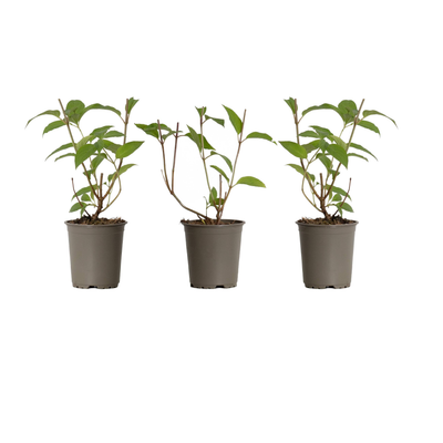 Rispen-Hortensie (Hydrangea Paniculata Phantom) - Nachhaltige Zimmerpflanzen kaufen Botanicly Foto 2