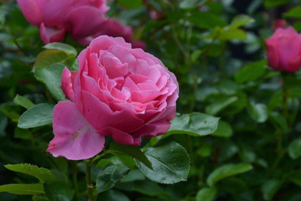 p rosa leonardo da vinci floribunda rose kaufen Foto-3