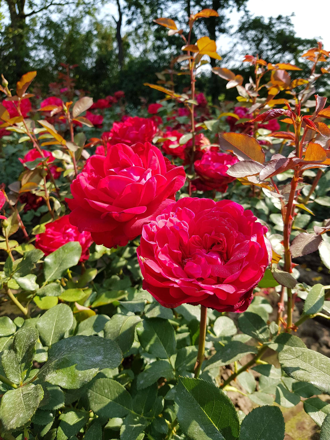 p rosa stortebeker tea hybride rose kaufen Foto-4