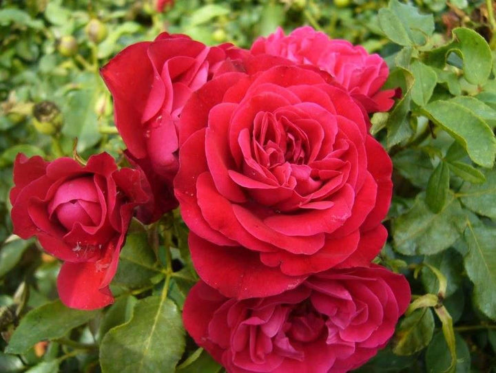 p rosa meilove floribunda rose kaufen Foto-3