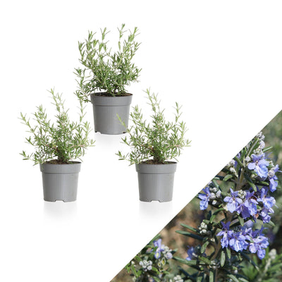 Rosmarin (Rosmarinus Prostratus Blue Cascade) - Nachhaltige Zimmerpflanzen kaufen Botanicly Foto 1