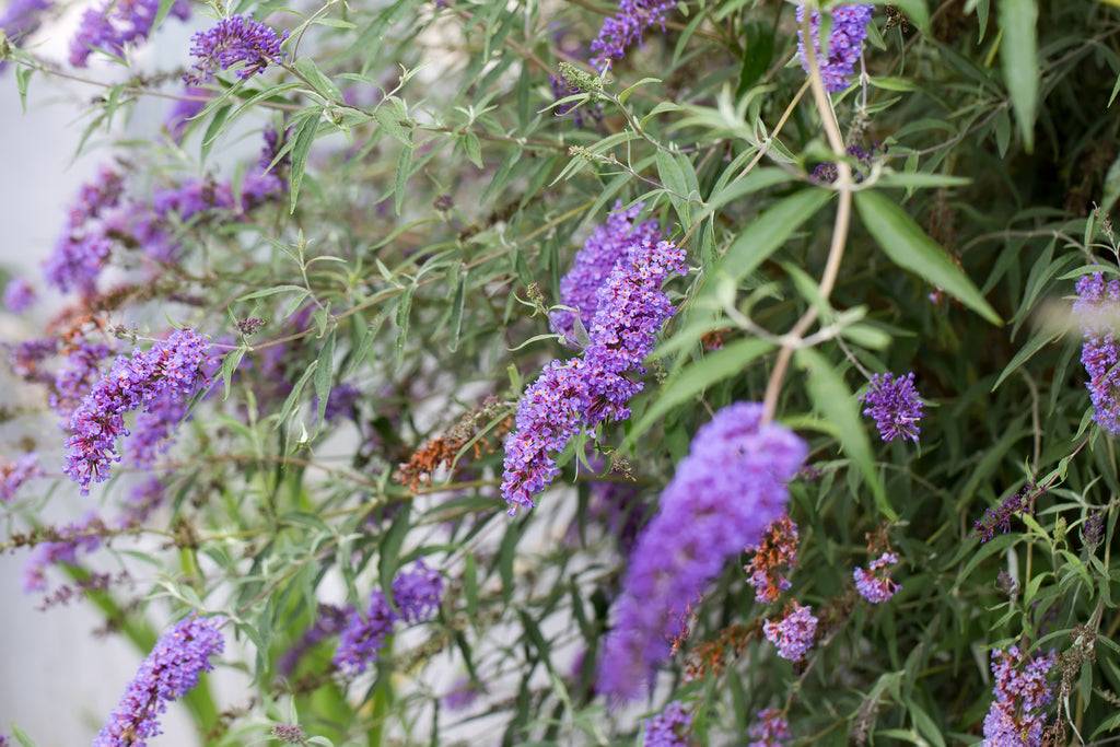 Sam der Schmetterlingsflieder Bläulich- 3 Pflanzen-Topfpflanzen-Botanicly