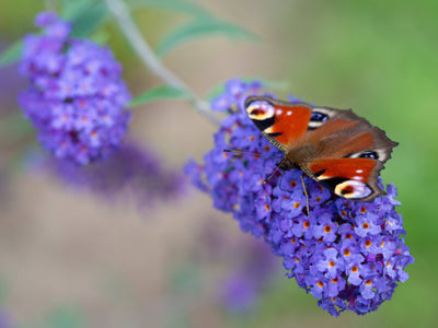 Sam der Schmetterlingsflieder Bläulich- 3 Pflanzen-Topfpflanzen-Botanicly