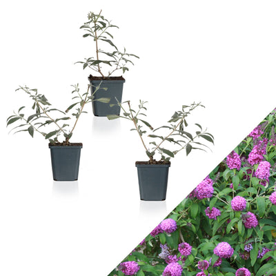 Schmetterlingsflieder Pink (Buddleja Davidii Pink Delight) - Nachhaltige Zimmerpflanzen kaufen Botanicly Foto 1