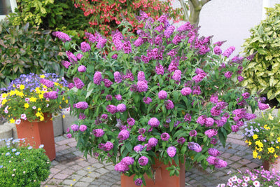 Schmetterlingsflieder Pink (Buddleja Davidii Pink Delight) - Nachhaltige Zimmerpflanzen kaufen Botanicly Foto 5