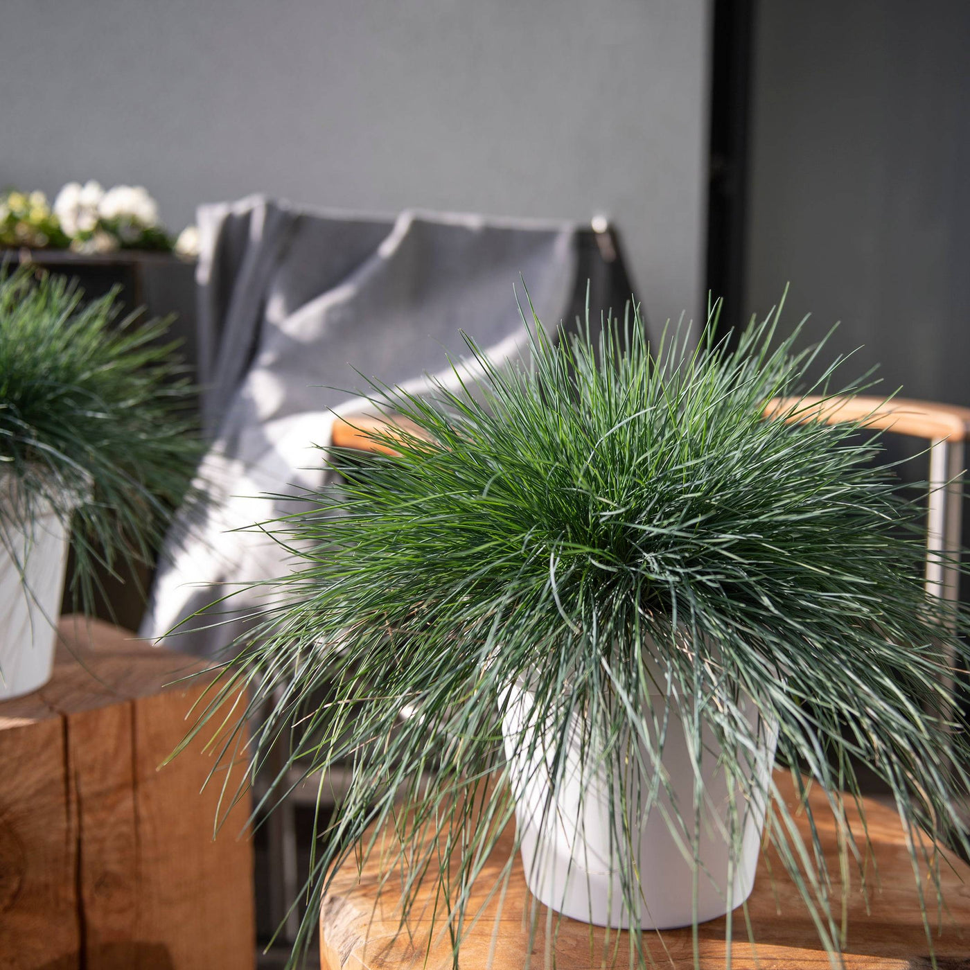 Schwingel (Festuca Glauca Eisvogel) - Nachhaltige Zimmerpflanzen kaufen Botanicly Foto 5