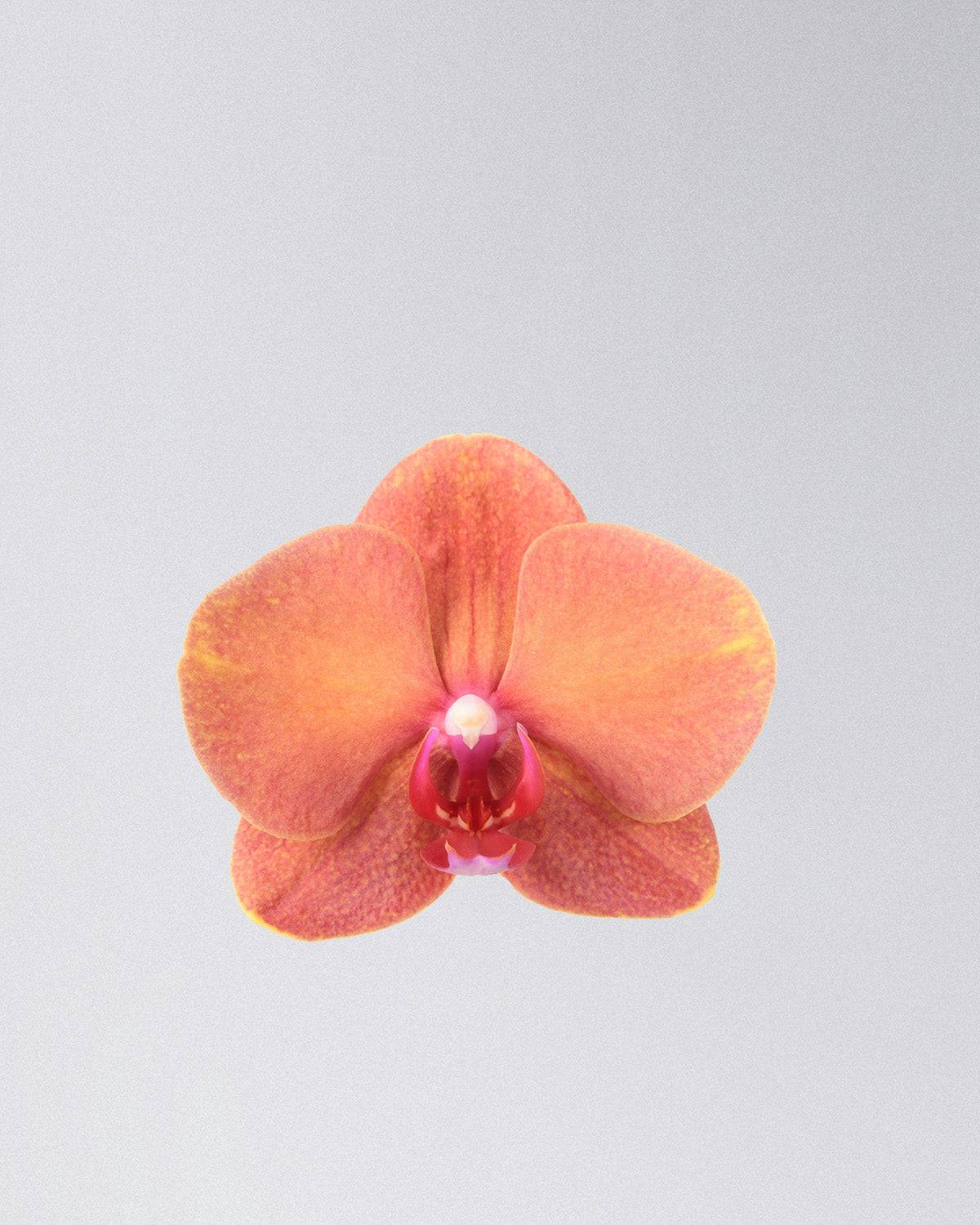 Selina die Schmetterlingsorchidee Creme Orange-Topfpflanzen-Botanicly