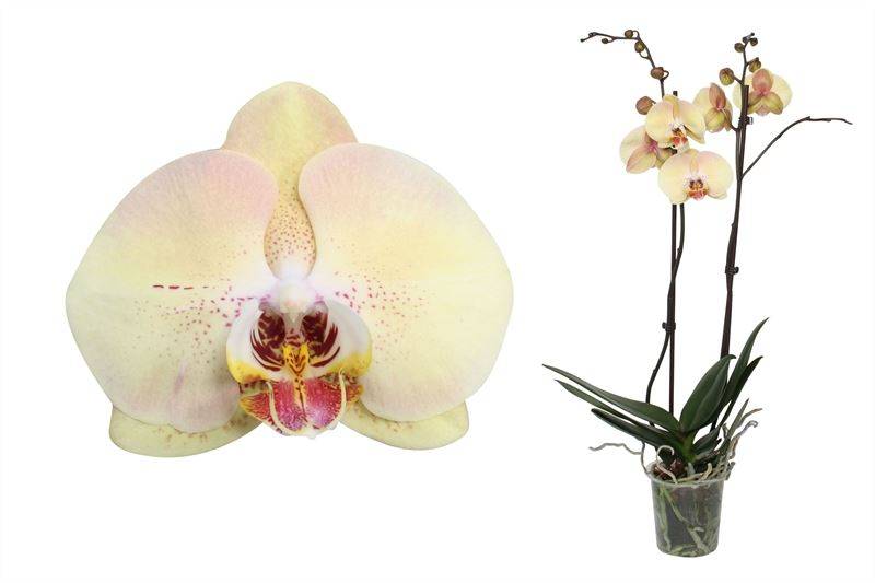 Schmetterlingsorchidee Creme Weiß (Phalaenopsis Amabilis Champagne) - Nachhaltige Zimmerpflanzen kaufen Botanicly Foto 1