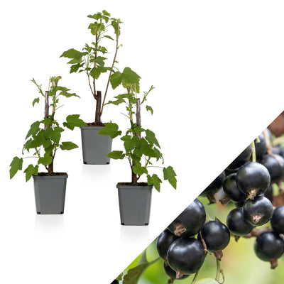 Schwarze Johannisbeere (Ribes Nigrum Titania) - Nachhaltige Zimmerpflanzen kaufen Botanicly Foto 1