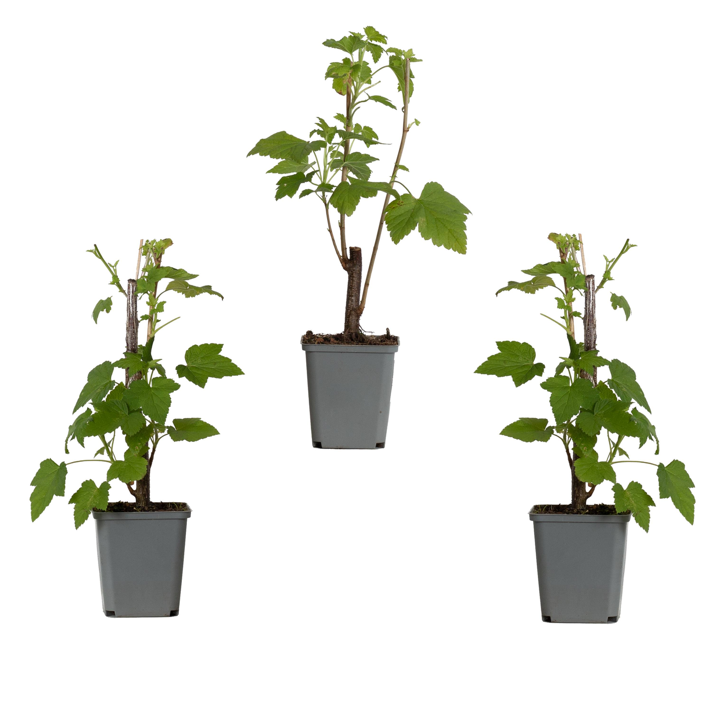 Schwarze Johannisbeere (Ribes Nigrum Titania) - Nachhaltige Zimmerpflanzen kaufen Botanicly Foto 3