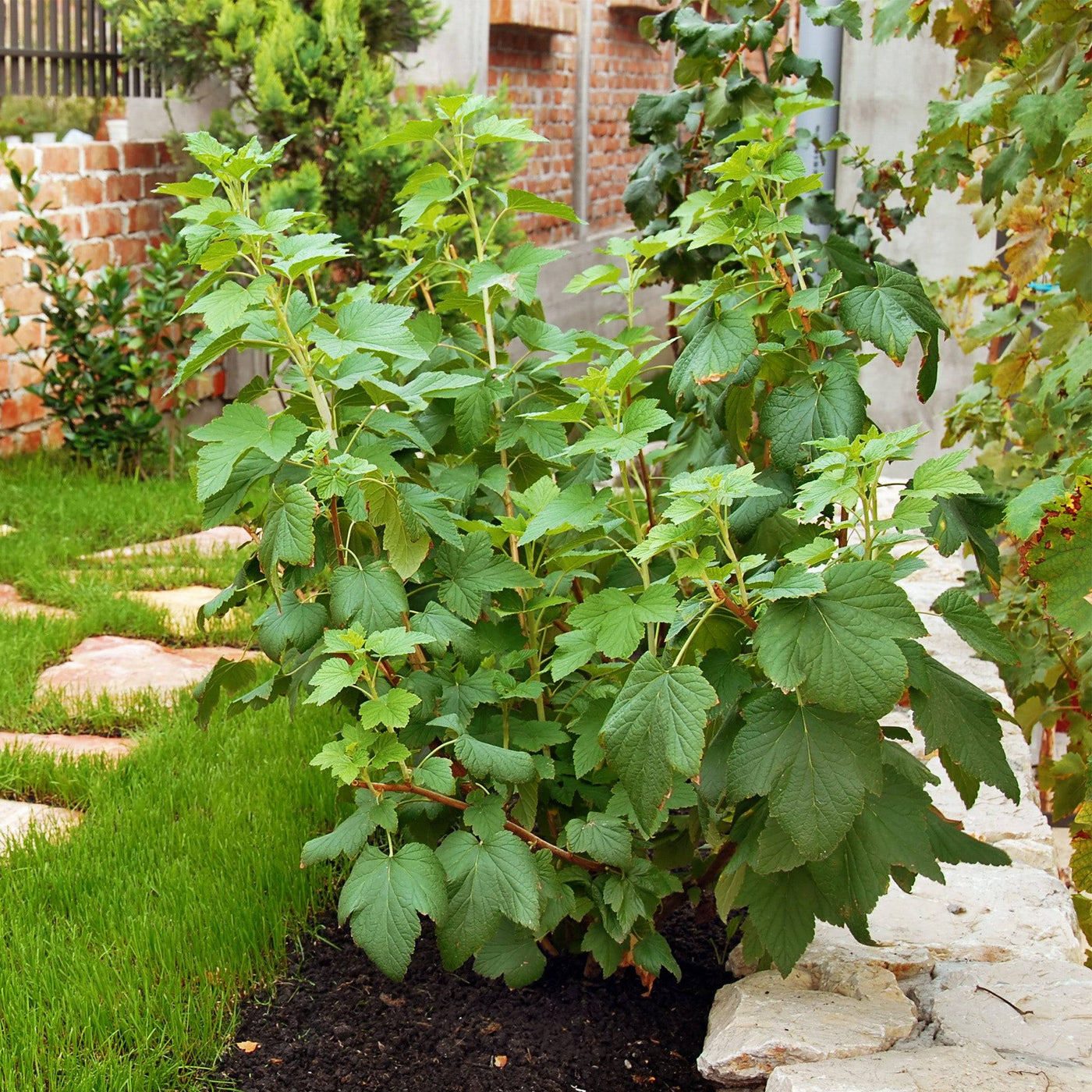 Schwarze Johannisbeere (Ribes Nigrum Titania) - Nachhaltige Zimmerpflanzen kaufen Botanicly Foto 5