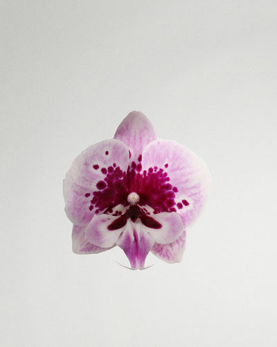 Sonja die Schmetterlingsorchidee Weiß Mit Rosa Muster-Topfpflanzen-Botanicly