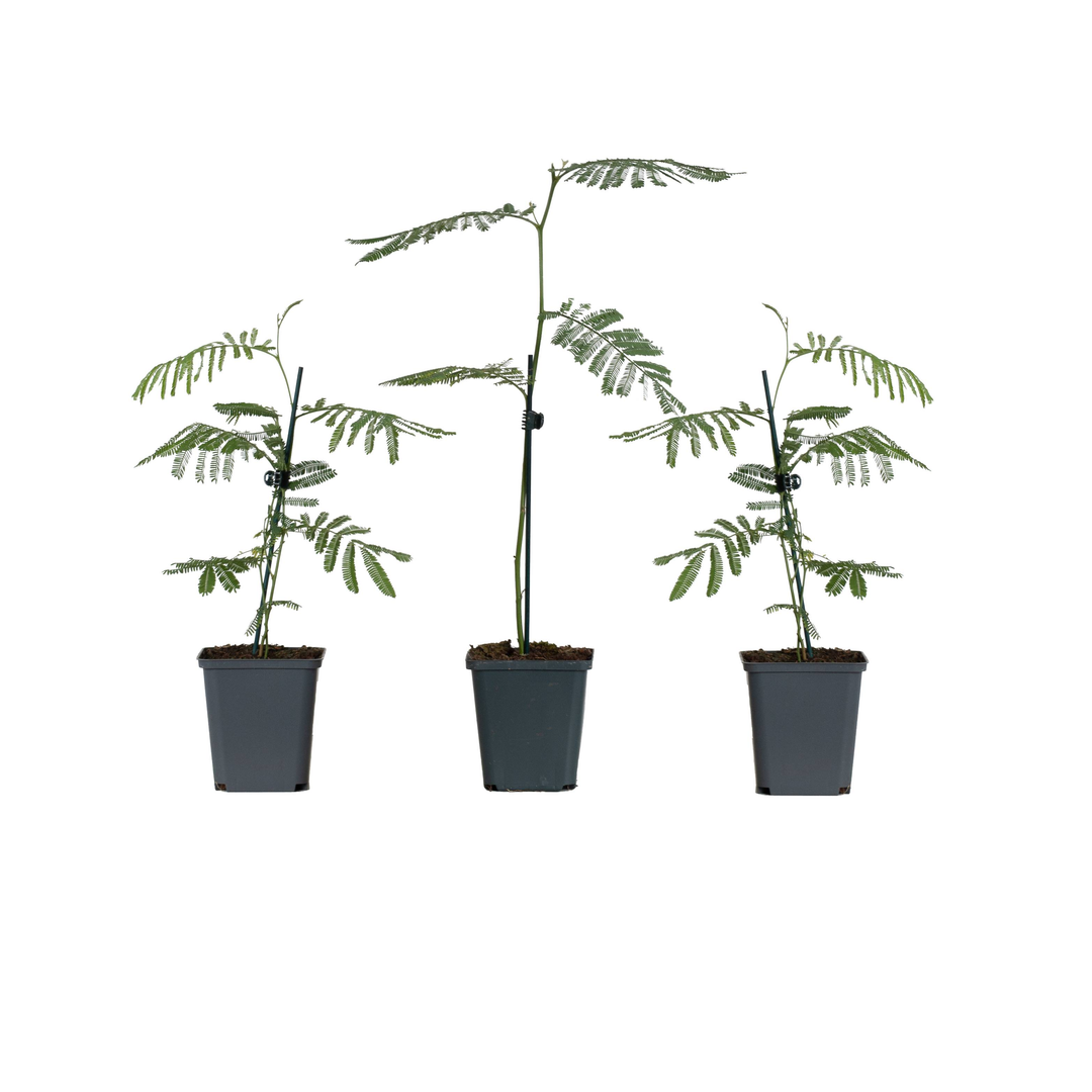 Silber-Akazie (Acacia Dealbata) - Nachhaltige Zimmerpflanzen kaufen Botanicly Foto 2