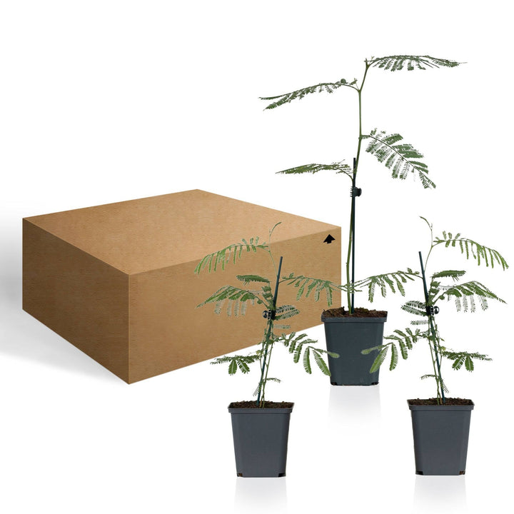 Silber-Akazie (Acacia Dealbata) - Nachhaltige Zimmerpflanzen kaufen Botanicly Foto 6