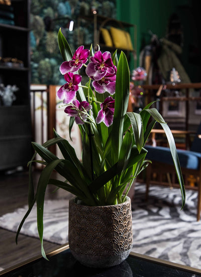 Stiefmütterchen-Orchidee Rosa Mit Muster (Miltonia Newton Falls) - Nachhaltige Zimmerpflanzen kaufen Botanicly Foto 4