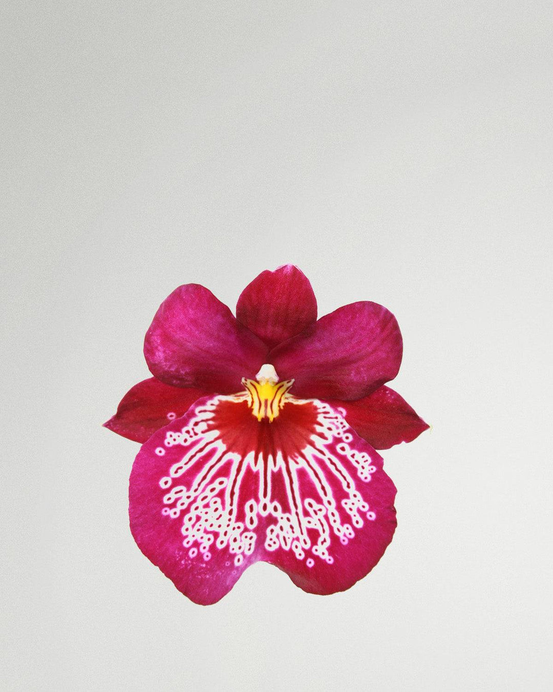 Svenja the pansy orchid pink With pattern
