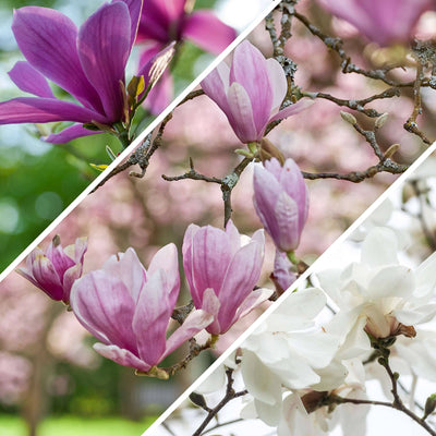jap magnolia soulangeana susan stellata tulpen magnolie kaufen Foto-2