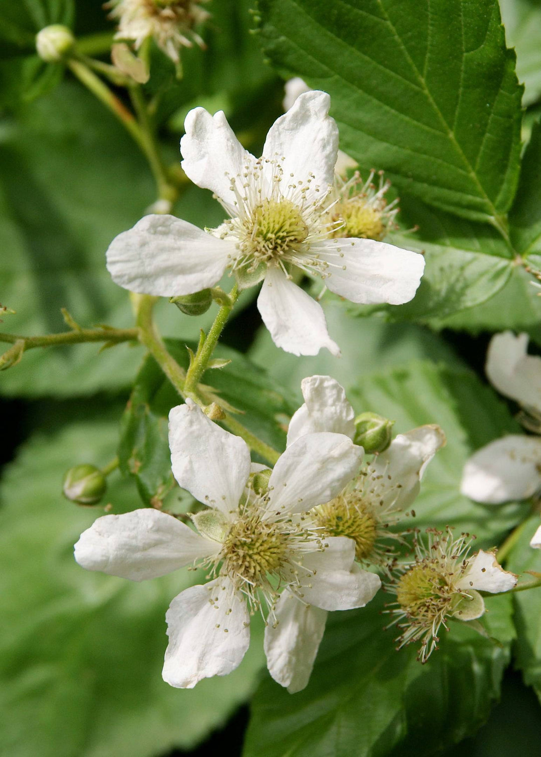 Taybeere (Rubus Fruticosus X Idaeus Tayberry) - Nachhaltige Zimmerpflanzen kaufen Botanicly Foto 6