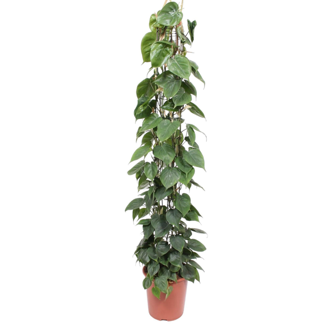 Philodendron Scandens gaasrek - 160 cm - ø27