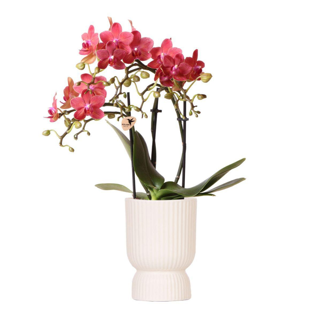 rosa lila Phalaenopsis Orchidee - El Salvador + Diabolo travertine - Topfgröße Ø9cm | blühende Zimmerpflanze - frisch vom Züchter