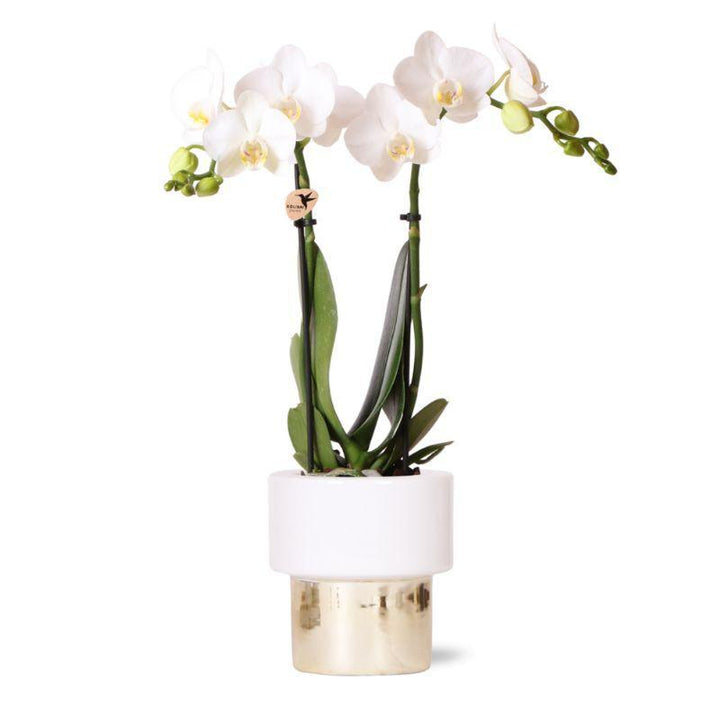 weiße Phalaenopsis Orchidee - Amabilis + Elite Topf Gold - Topfgröße Ø9cm - 35cm hoch | blühende Zimmerpflanze - frisch vom Züchter