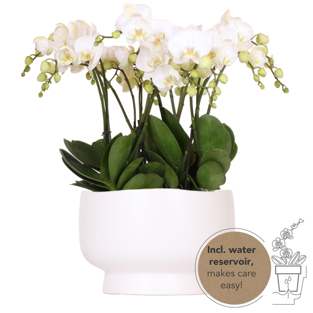 weißes Orchideen-Set in Scandic-Schale inkl. Wasserreservoir | drei weiße Orchideen Gent 12cm | Mono Bouquet weiß mit autarkem Wasserreservoir