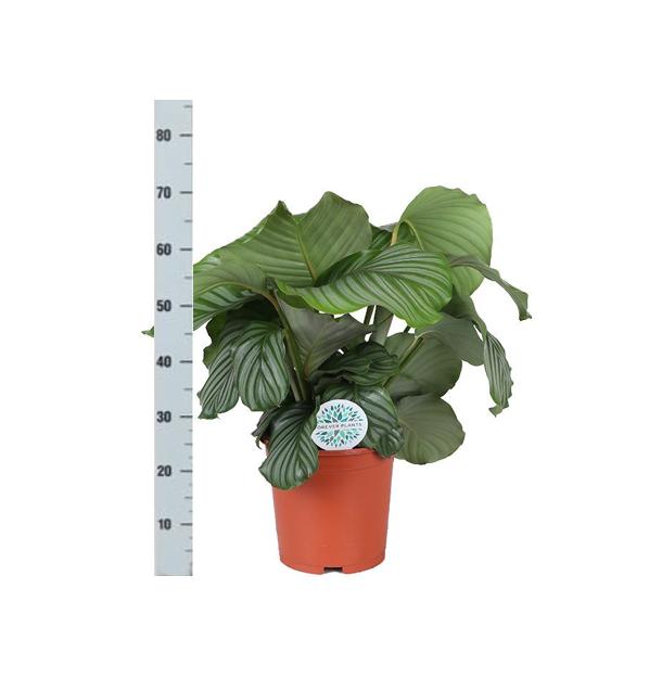 Calathea Orbifolia Ø21cm - ↕70cm in Vibes WIT pot