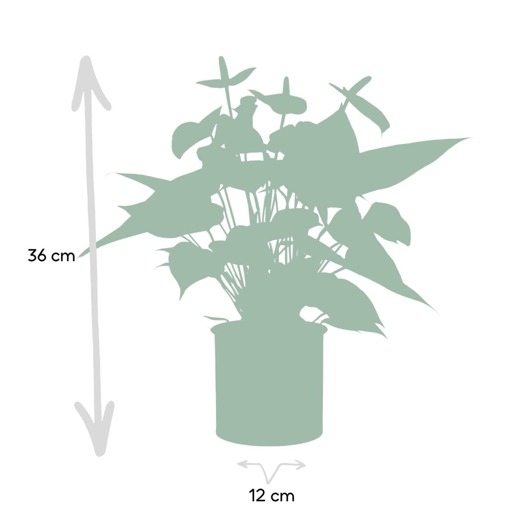 Anthurium andreanum Vanilla incl. PURE zink - 45cm - Ø12