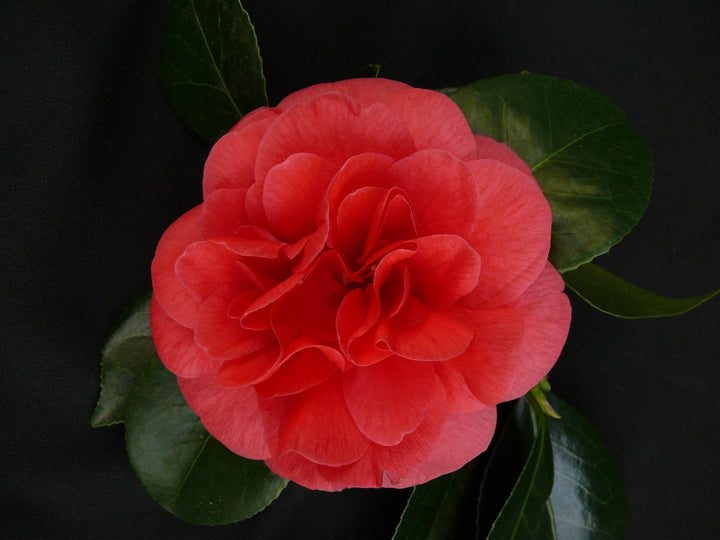 Camellia jap. 'Lady Campbell' - ↨90cm - Ø29cm