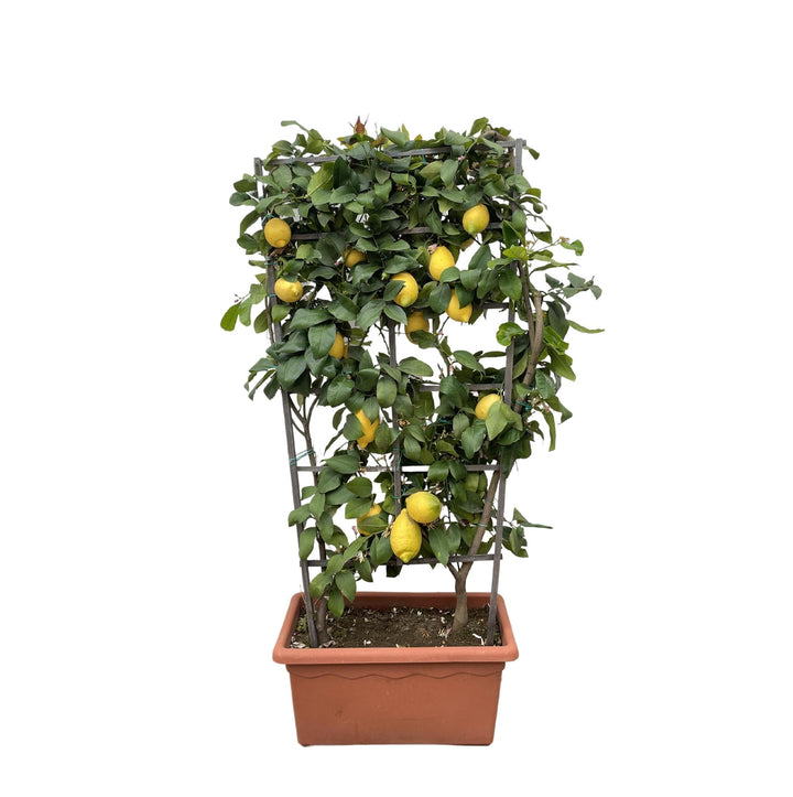 Citrus Lemon op rek - 160cm - ø60