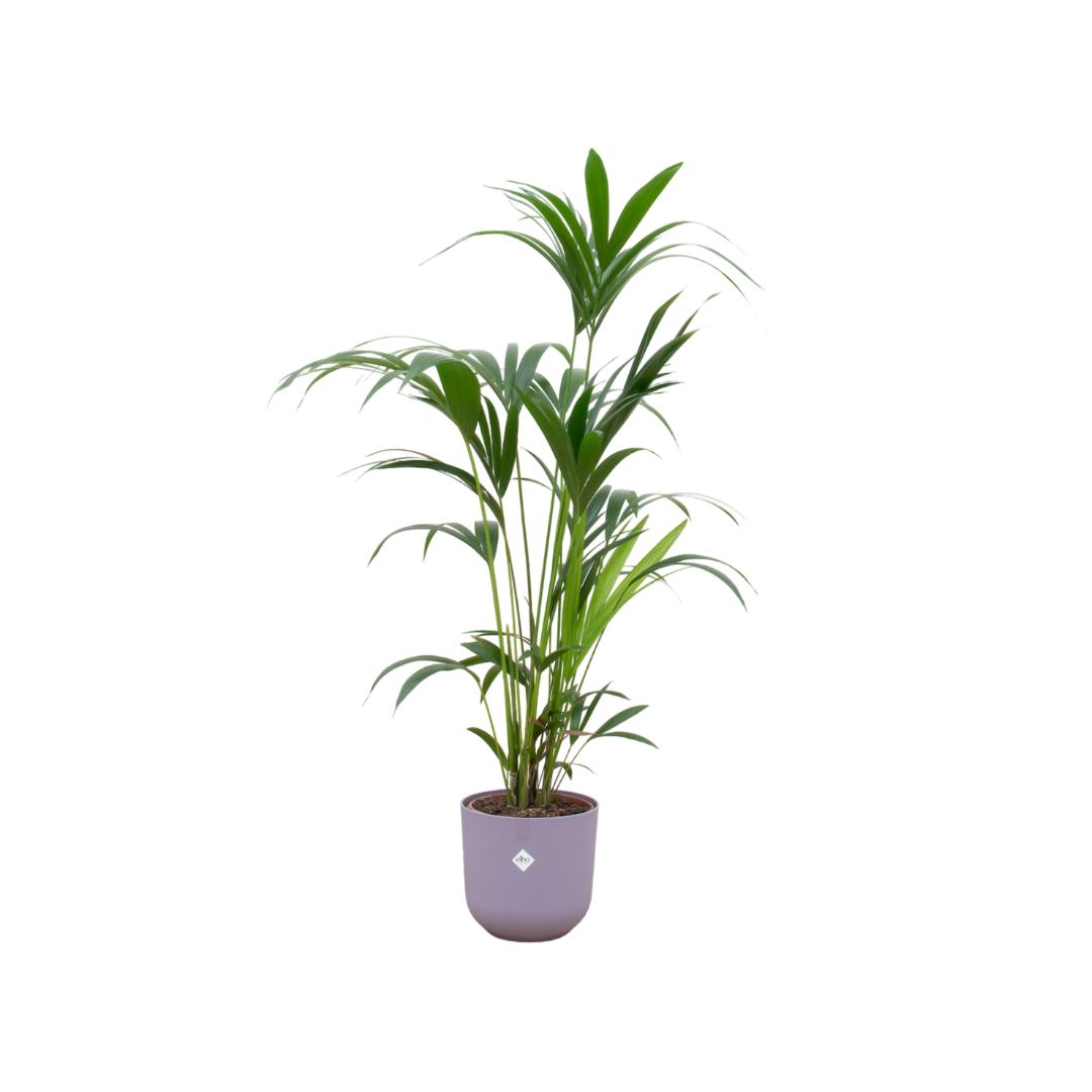 Combi deal - Kentia palm inclusief elho Jazz Round lila Ø26 - 160 cm