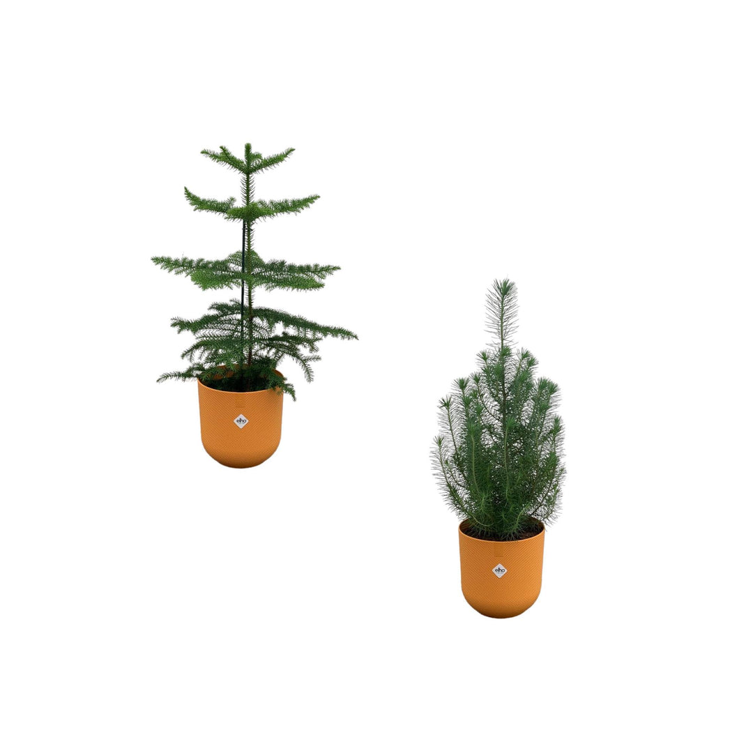 Kerstpakket - Araucaria (kamerden) + Pinus Pinea inclusief elho Jazz Round Amber Yellow Ø19 - 50-60 cm
